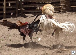 Cockfighting - Gambling in America