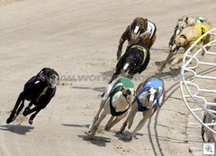 Dog Racing - Gambling in America